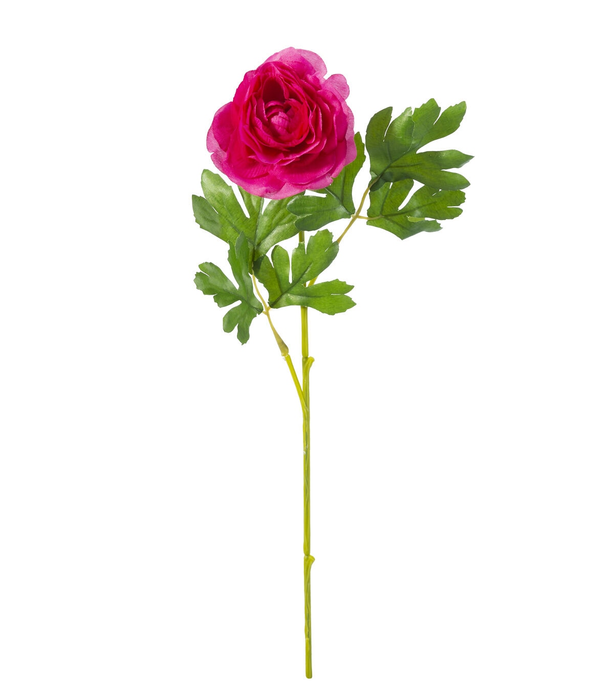 16 Pink Ranunculus Stem by Bloom Room