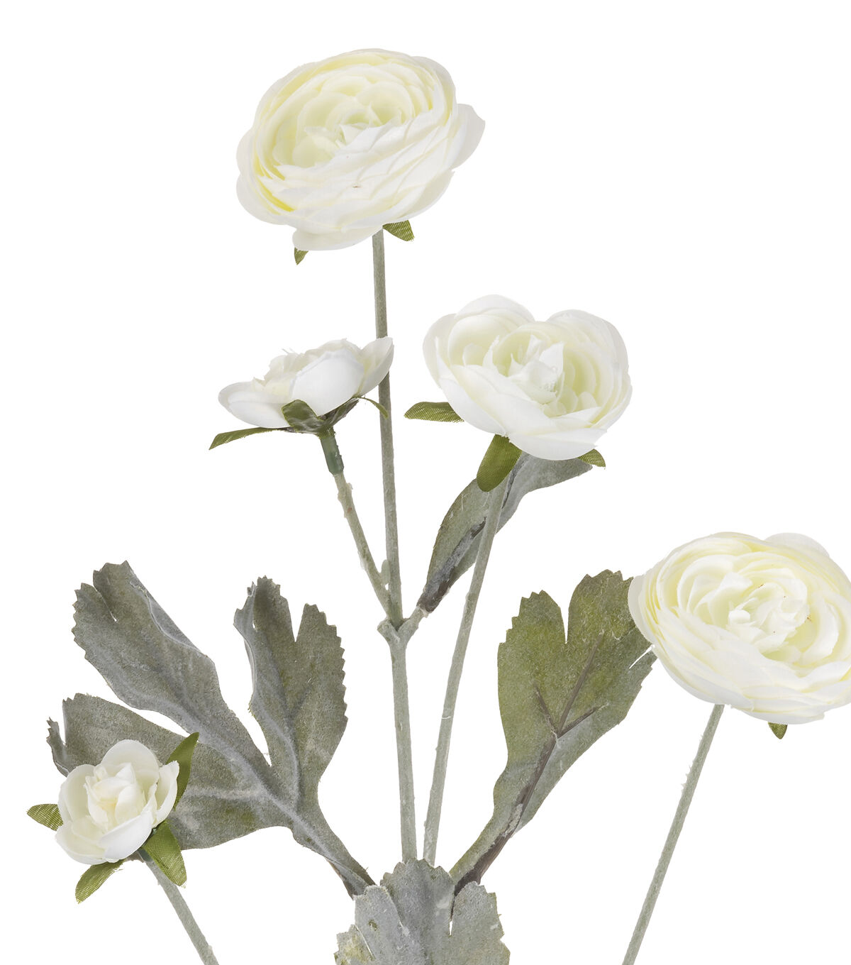 27 Cream Ranunculus Stem by Bloom Room