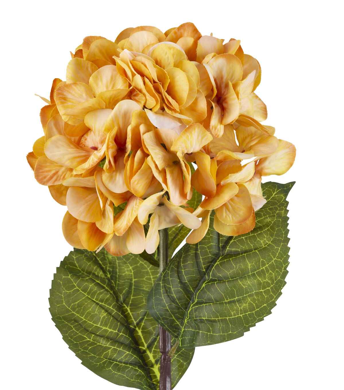 32 Honey Gold Hydrangea Stem by Bloom Room
