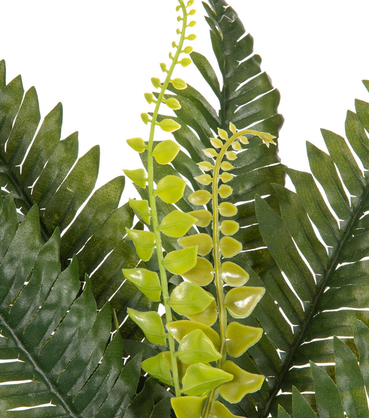 15 Boston Fern Pick by Bloom Room