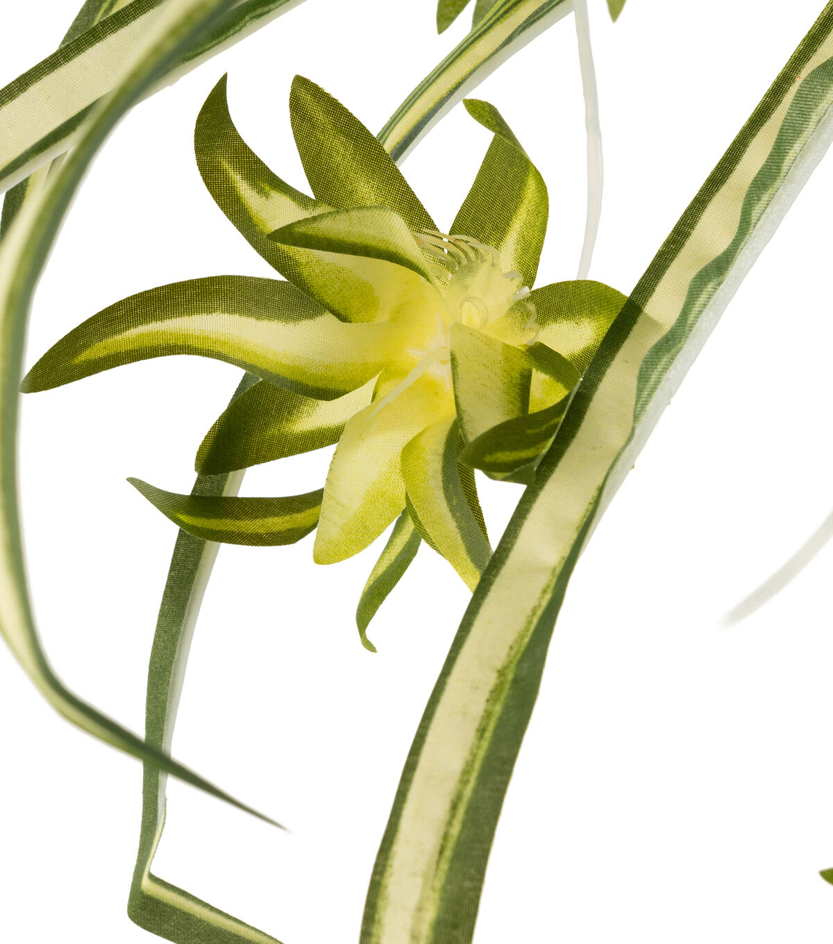 18 Spider Plant Bush by Bloom Room