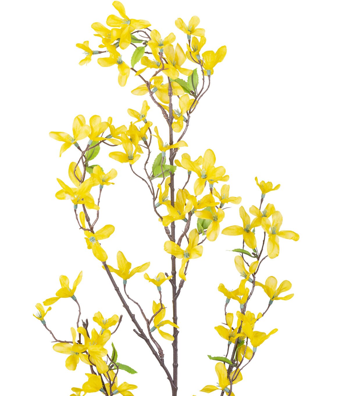 37 Yellow Forsythia Stem by Bloom Room