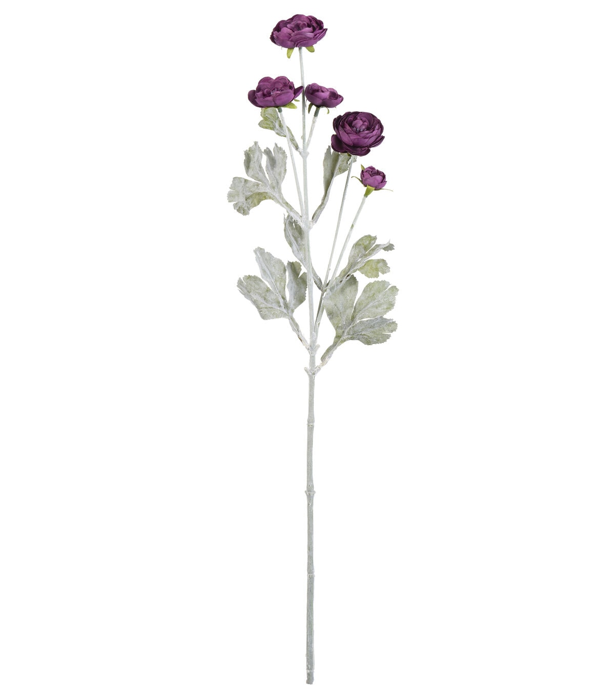 27 Purple Ranunculus Stem by Bloom Room