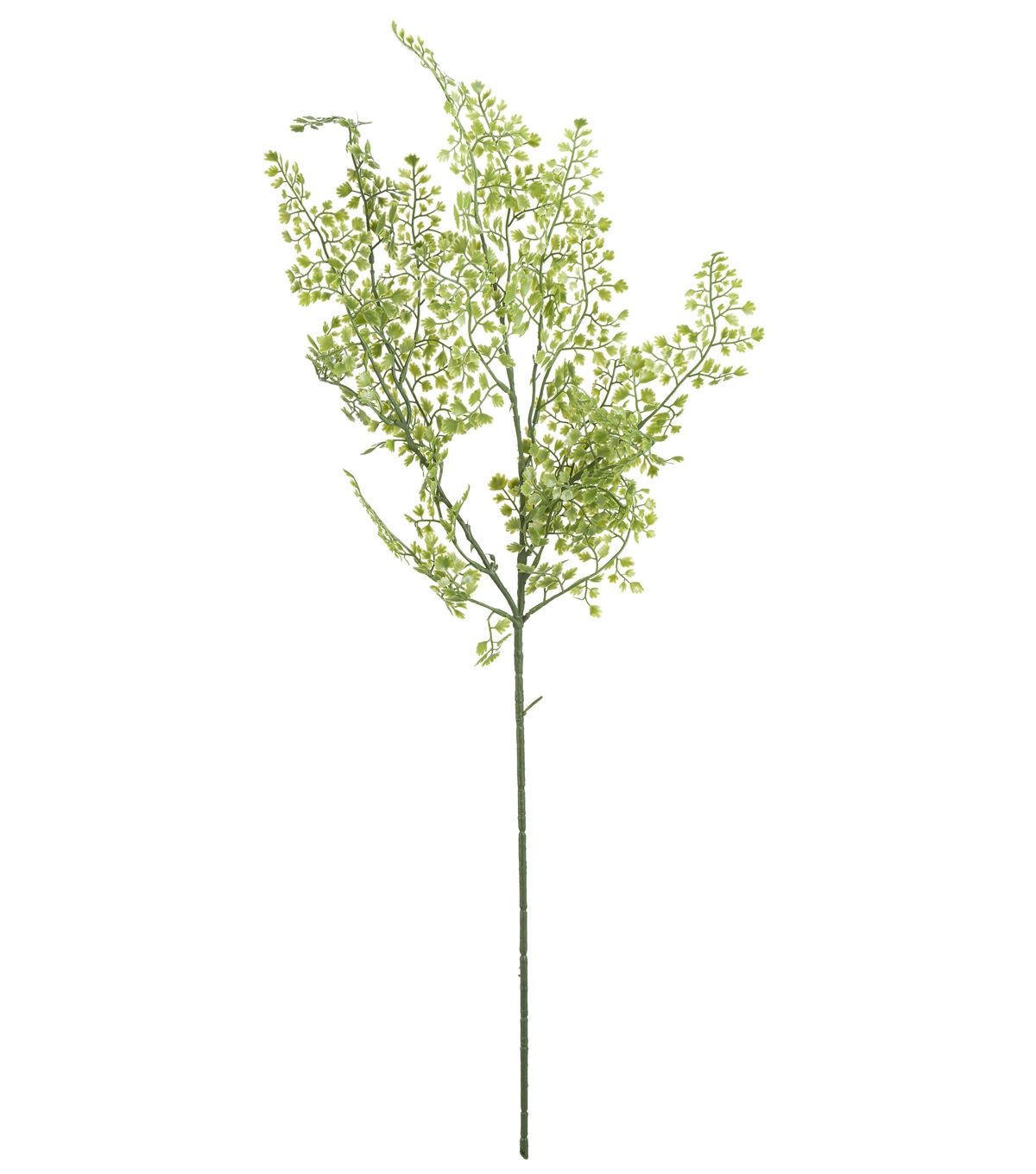 34 Maidenhair Fern Stem by Bloom Room