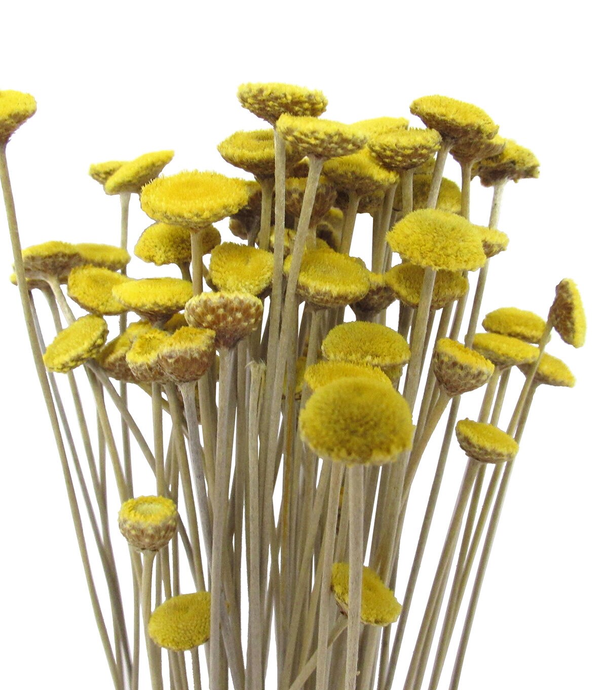 21 Golden Rod Dried Bouquet by Bloom Room